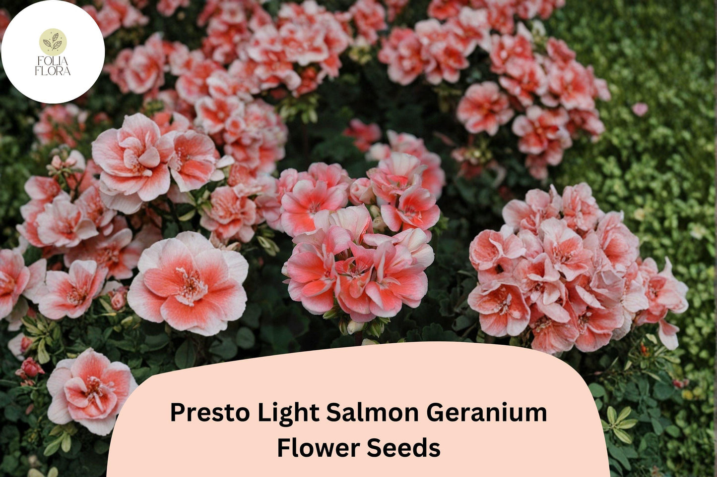 25+ Presto Light Salmon Geranium Seeds | Compact Zonal Geranium | Soft Salmon Blooms for Pots & Garden Beds