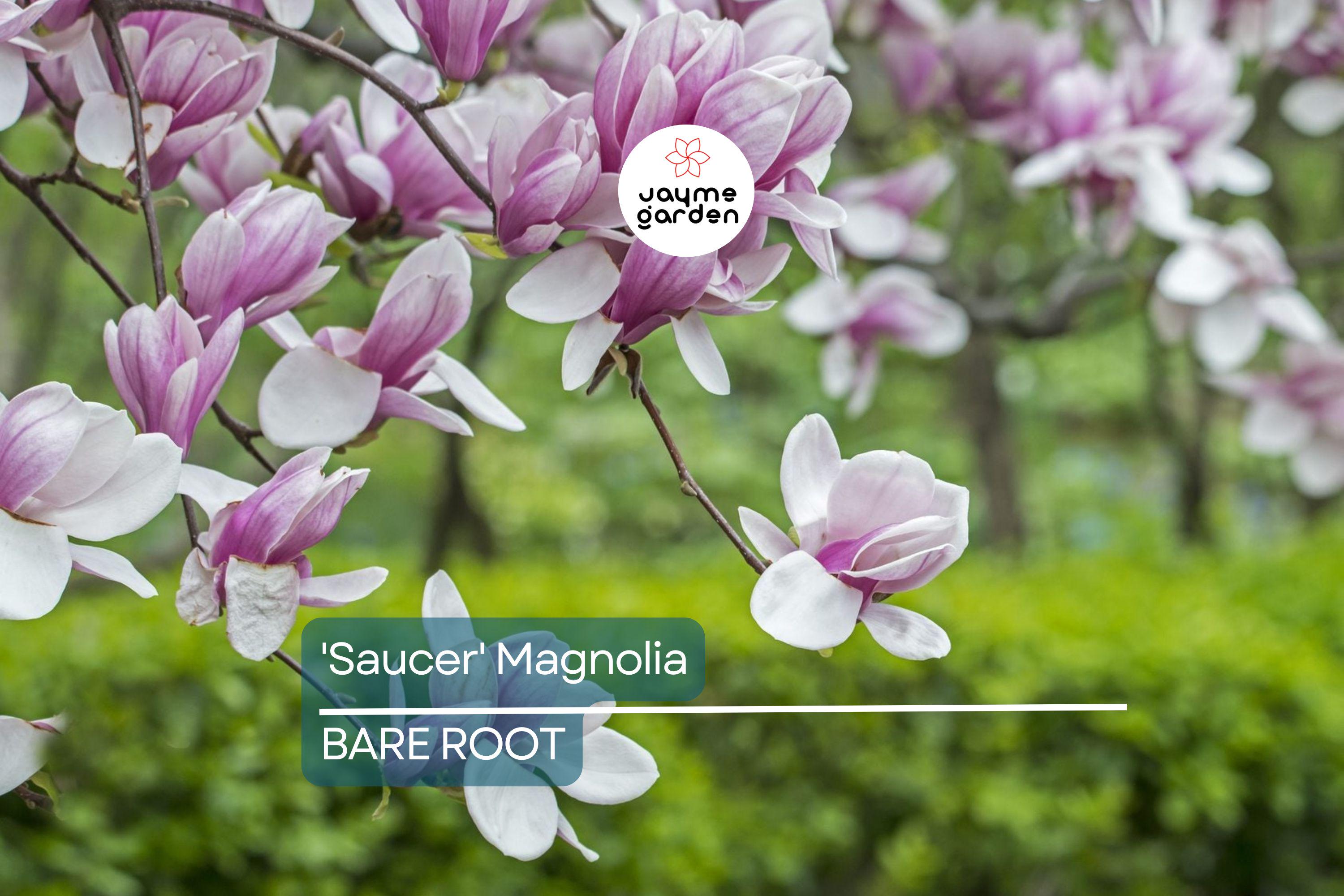 1 'Saucer' Magnolia Sapling | Dormant 6-12" Bare Root Flowering Tree | Pink Spring Blooms