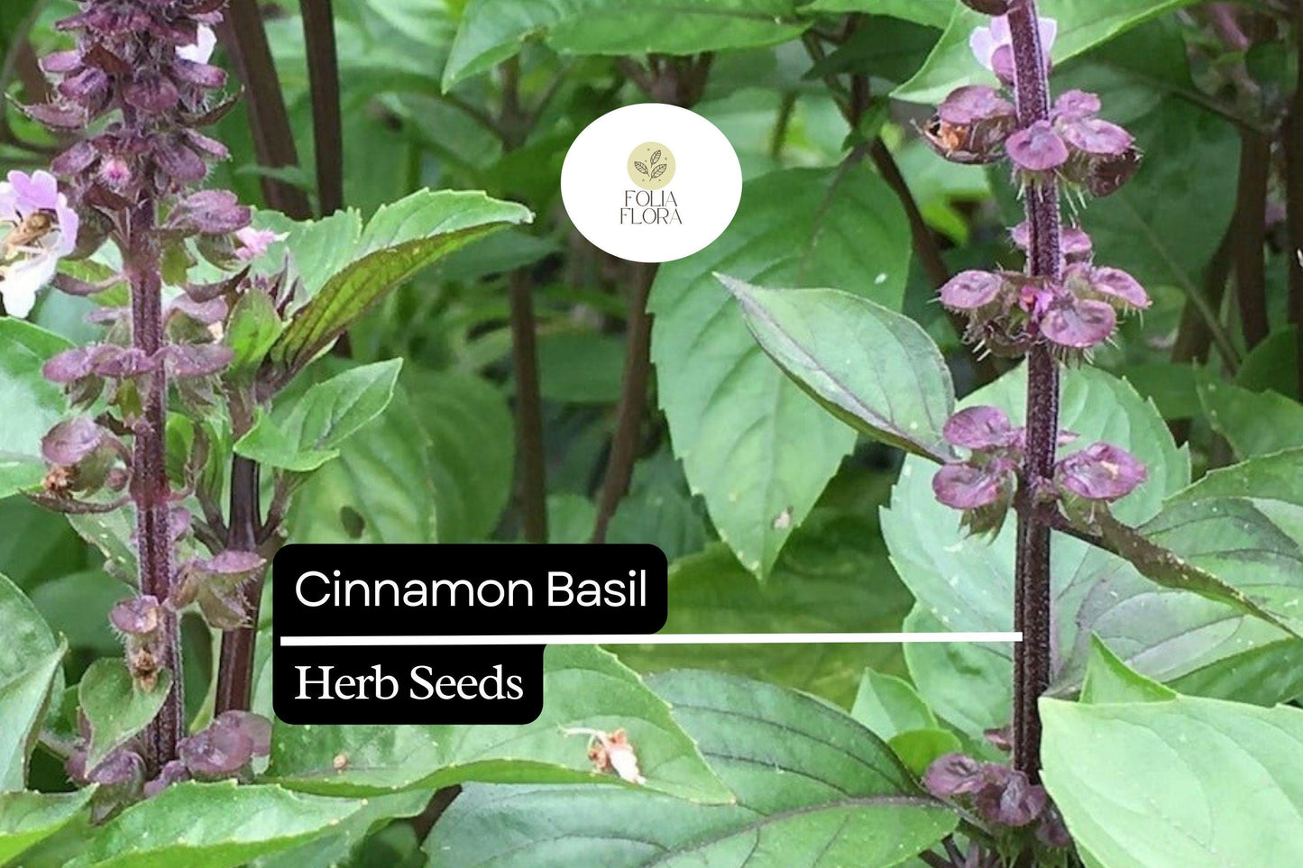 600 Seeds Cinnamon Basil, Ocimum Basilicum, Aromatic Herb with Spicy-Sweet Cinnamon Flavor