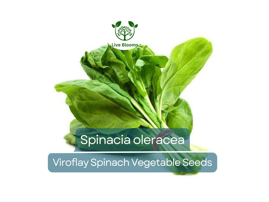 1 Gram Seeds Spinach Viroflay – Spinacia oleracea | Heirloom Vegetable Seeds for Planting, Gardening & Fresh Harvests