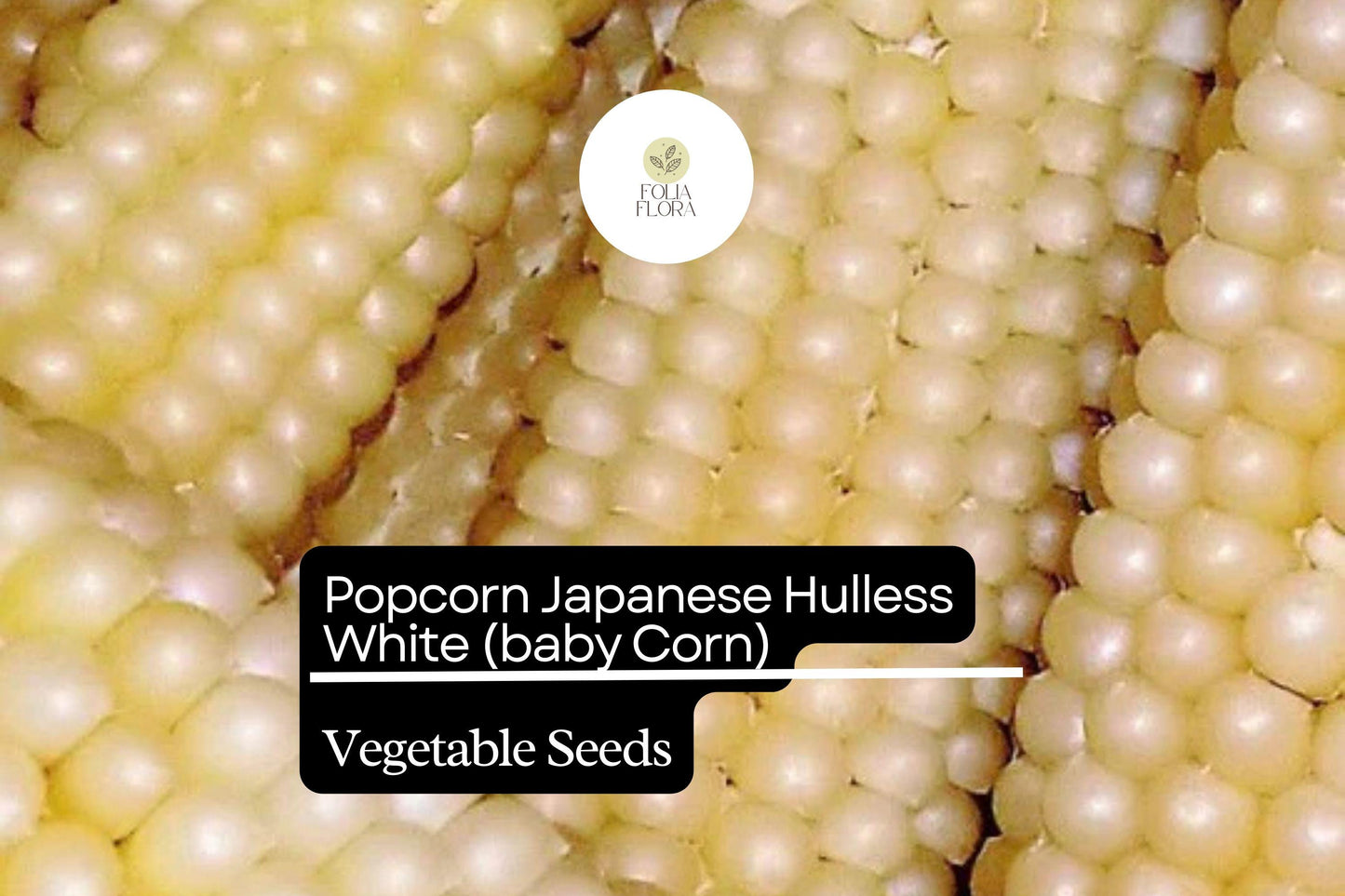 5g Popcorn Japanese Hulless White Seeds Zea mays | Tender Baby Corn & Gourmet Popcorn Variety