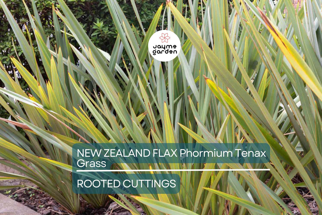 1 Rooted New Zealand Flax Plant - Phormium Tenax - Cold Hardy (10 F), 12" Tall, Potted, Ready to Plant