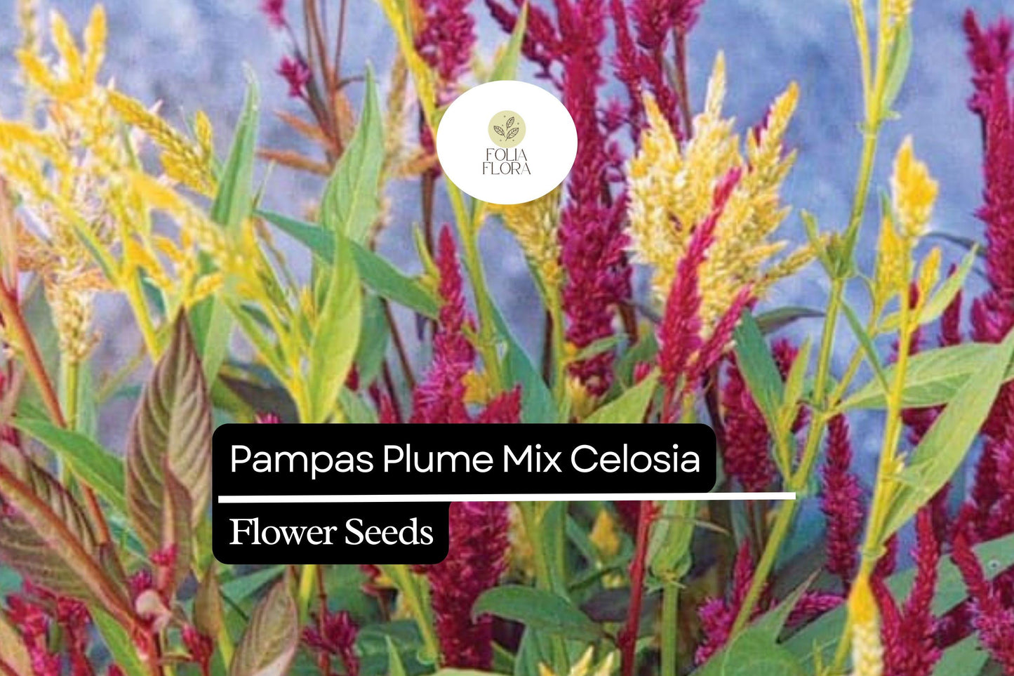 Pampas Plume Mix Celosia (Celosia argentea) | 50-1000 Seeds – Colorful Feathery Plumes for Vibrant Gardens
