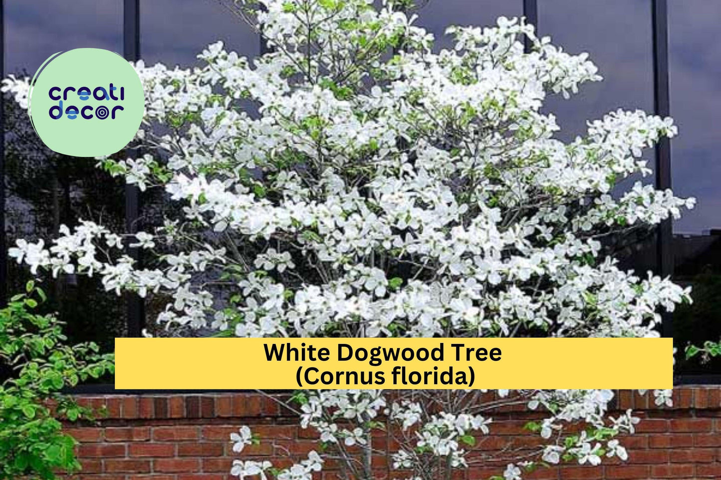 White Dogwood Tree Bare Root 12–24" Tall – Cornus florida – Flowering Ornamental Tree for Garden or Landscape Planting
