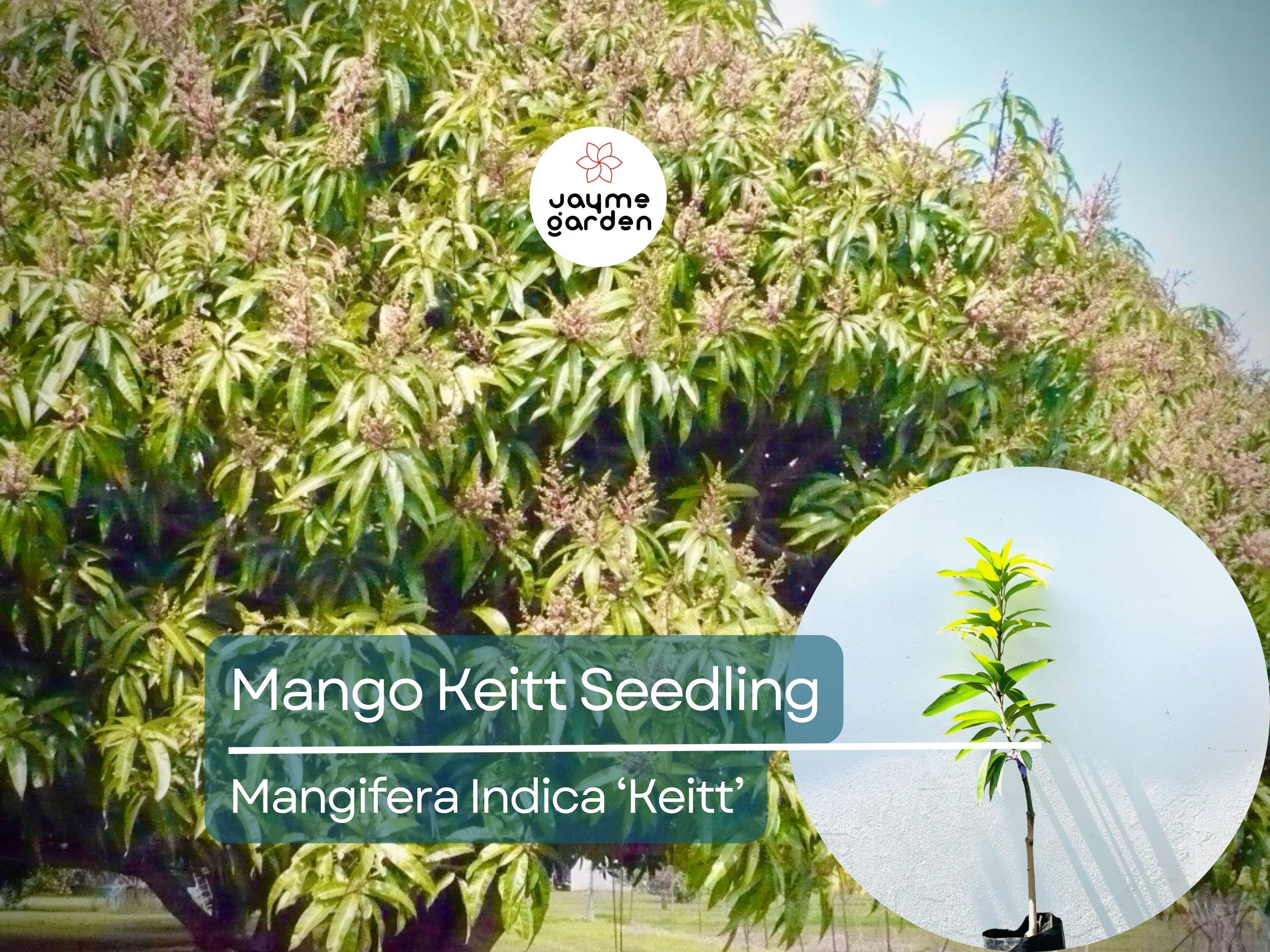 Grafted Mango Keitt Starter Plant Seedling - 3’-4’ Tall Live Tropical Fruit Tree - Sweet, Flavorful Mangoes for Garden or Container