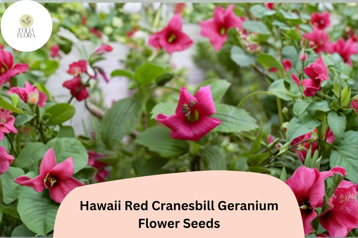 25+ Hawaii Red Cranesbill Geranium Seeds | Hardy Perennial Flower | Garden Plant Seeds