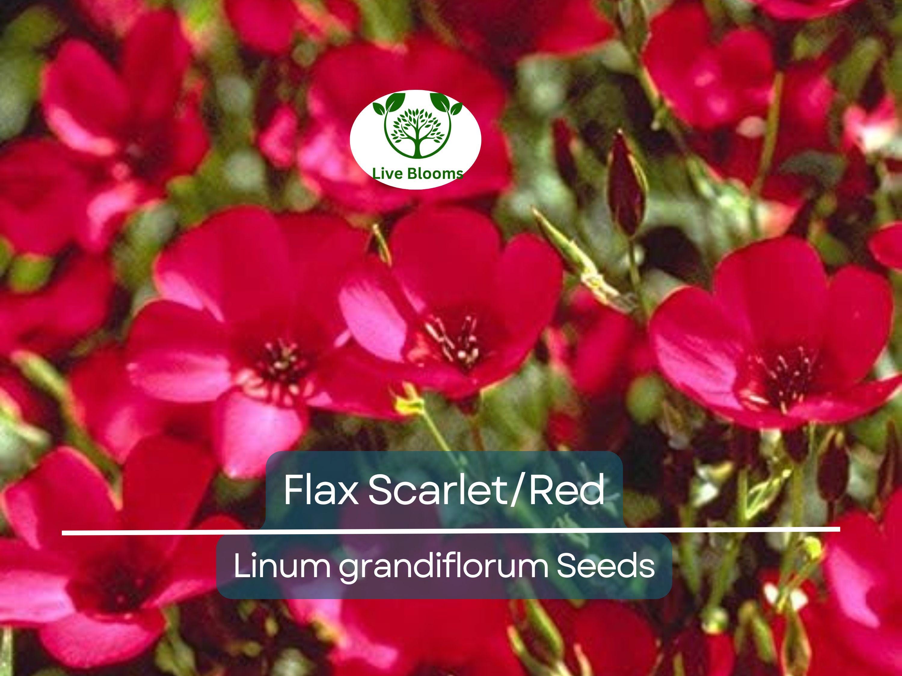 500 Seeds Flax Scarlet/Red Wildflower, Non-GMO, Annual, Pollinator-Friendly, Partial Shade, Linum grandiflorum