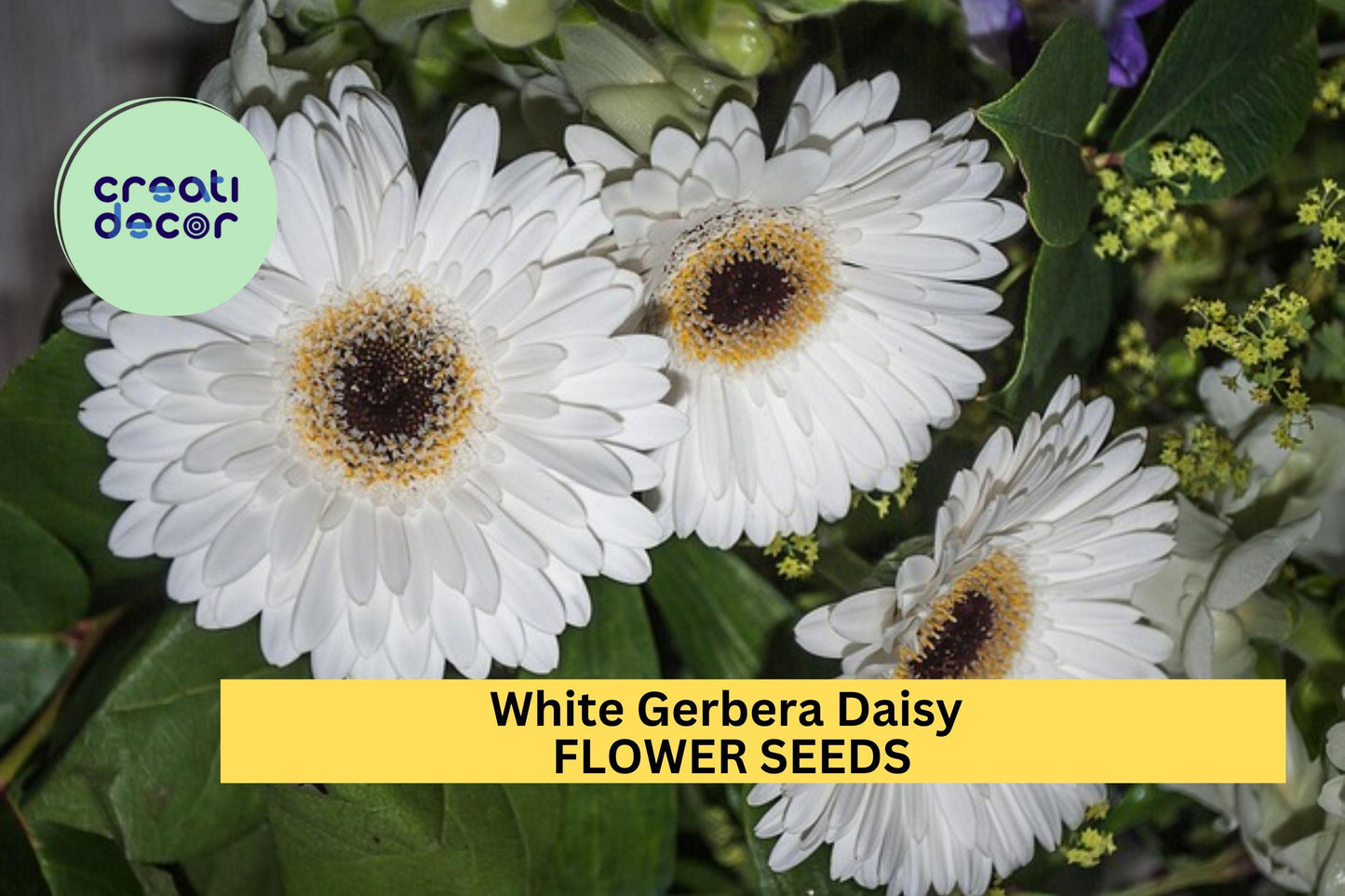 200+ White Gerbera Daisy Seeds – Elegant White Blooms for Garden Planting, Stunning Cut Flowers for Beds, Borders & Pots – USA