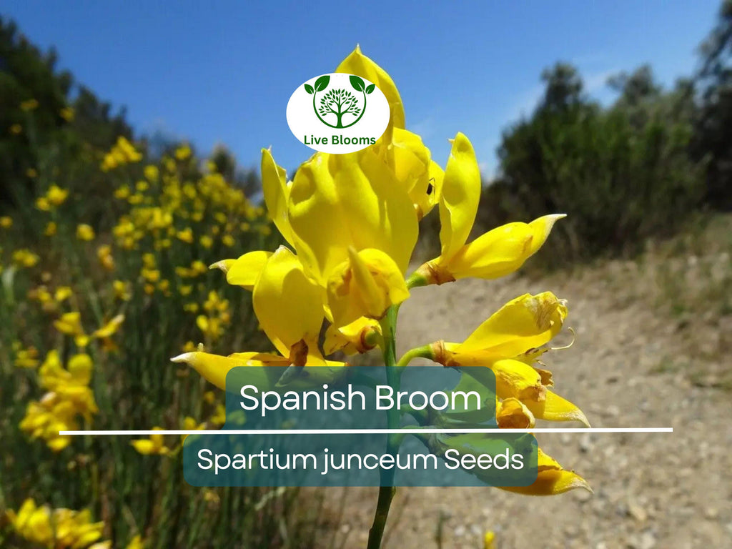 20 Spanish Broom Seeds (Spartium junceum) Weavers Broom, Yellow Flowering Bush Shrub, Hardy Shrub for Garden, Fragrant Plant Seeds
