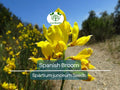 20 Spanish Broom Seeds (Spartium junceum) Weavers Broom, Yellow Flowering Bush Shrub, Hardy Shrub for Garden, Fragrant Plant Seeds