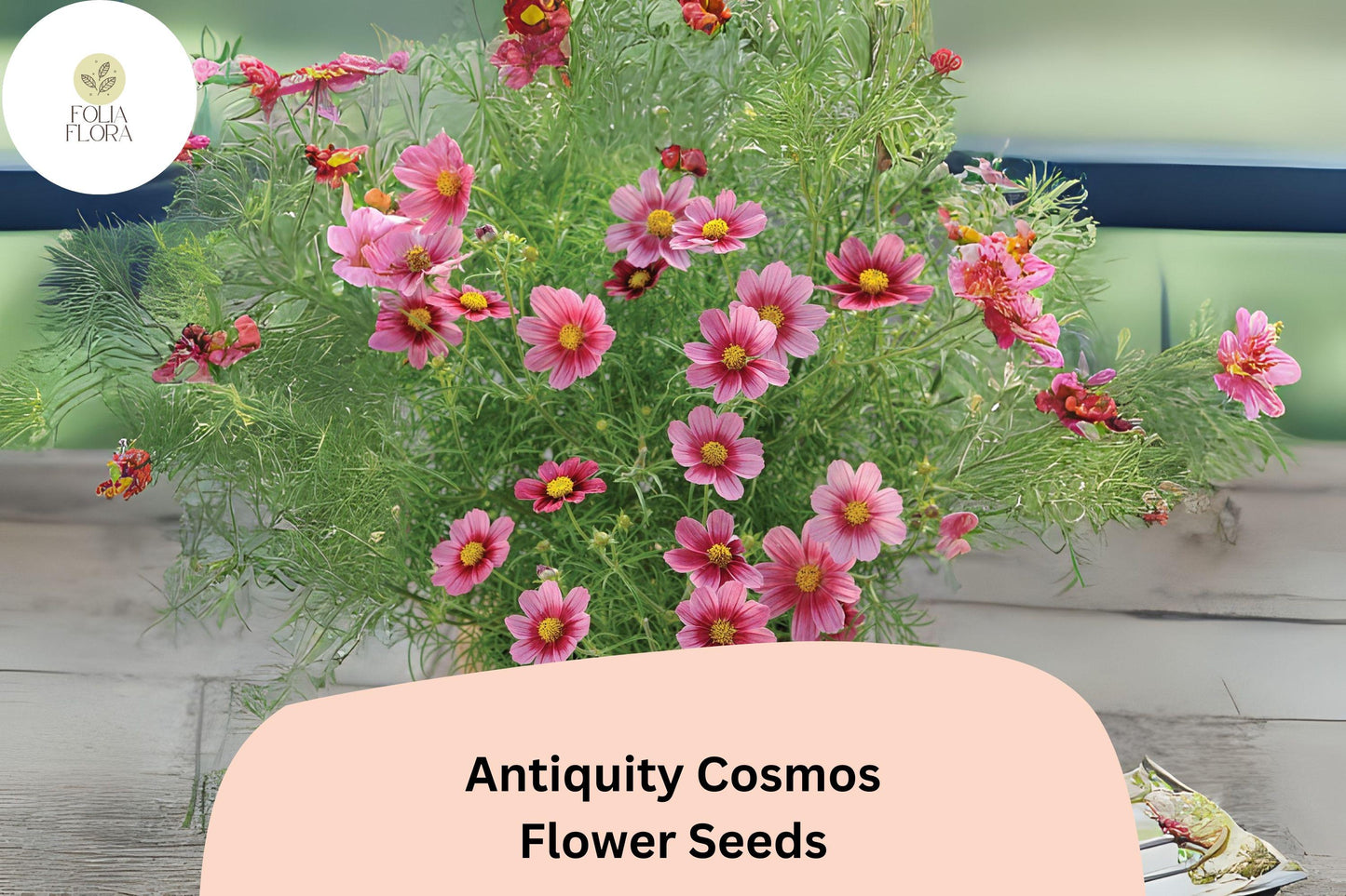 200+ Antiquity Cosmos Seeds | Rare Cosmos Bipinnatus Heirloom Flower Garden Planting