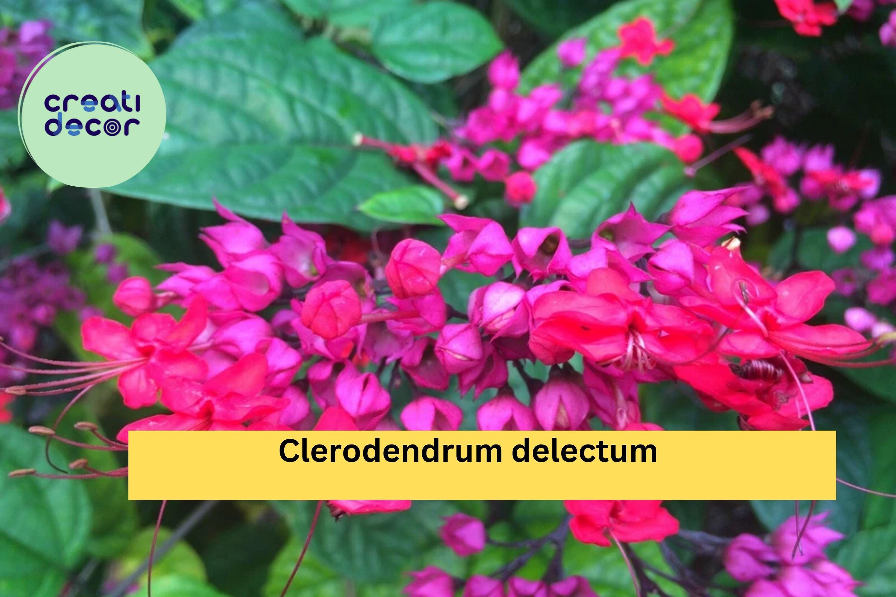 Java Red Bleeding Heart Plant – Clerodendrum delectum Rooted Starter, Red & Purple Flowering Vine for Tropical Gardens