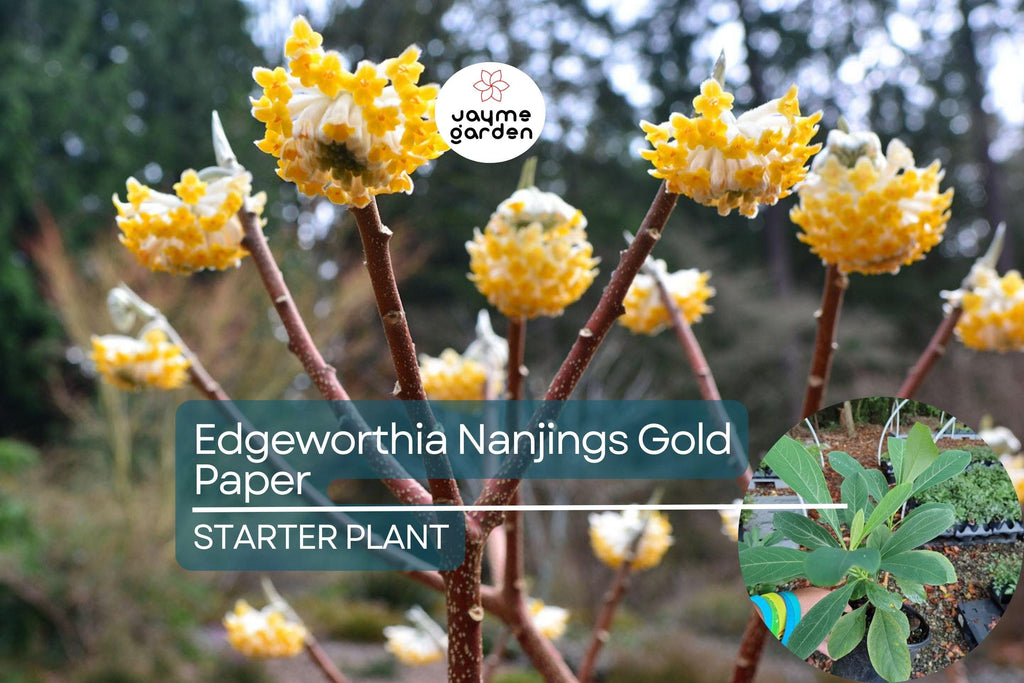 Edgeworthia Winter Gold / Snow Cream Paper Bush | Live Starter Plant | Fragrant Yellow Blooms | Shade Garden Shrub | Zones 7-9