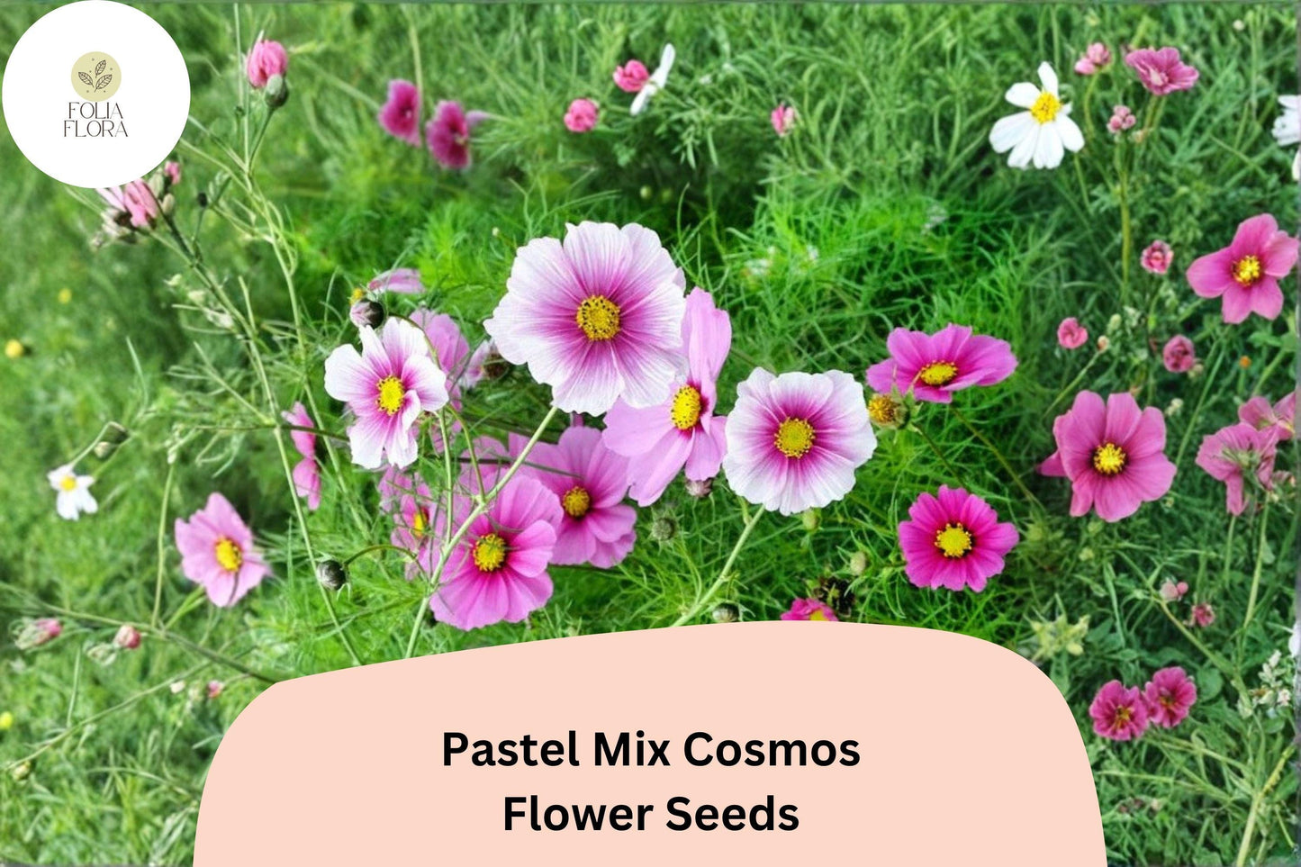 200+ Pastel Mix Cosmos Seeds | Cosmos Bipinnatus Soft Pink, White & Peach Blooms | Garden Flower Seeds