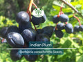 10 Indian Plum Seeds | Oso Berry (O. cerasiformis), Fast-Growing Edible Fruit Shrub, Perfect for Gardens & Wildlife