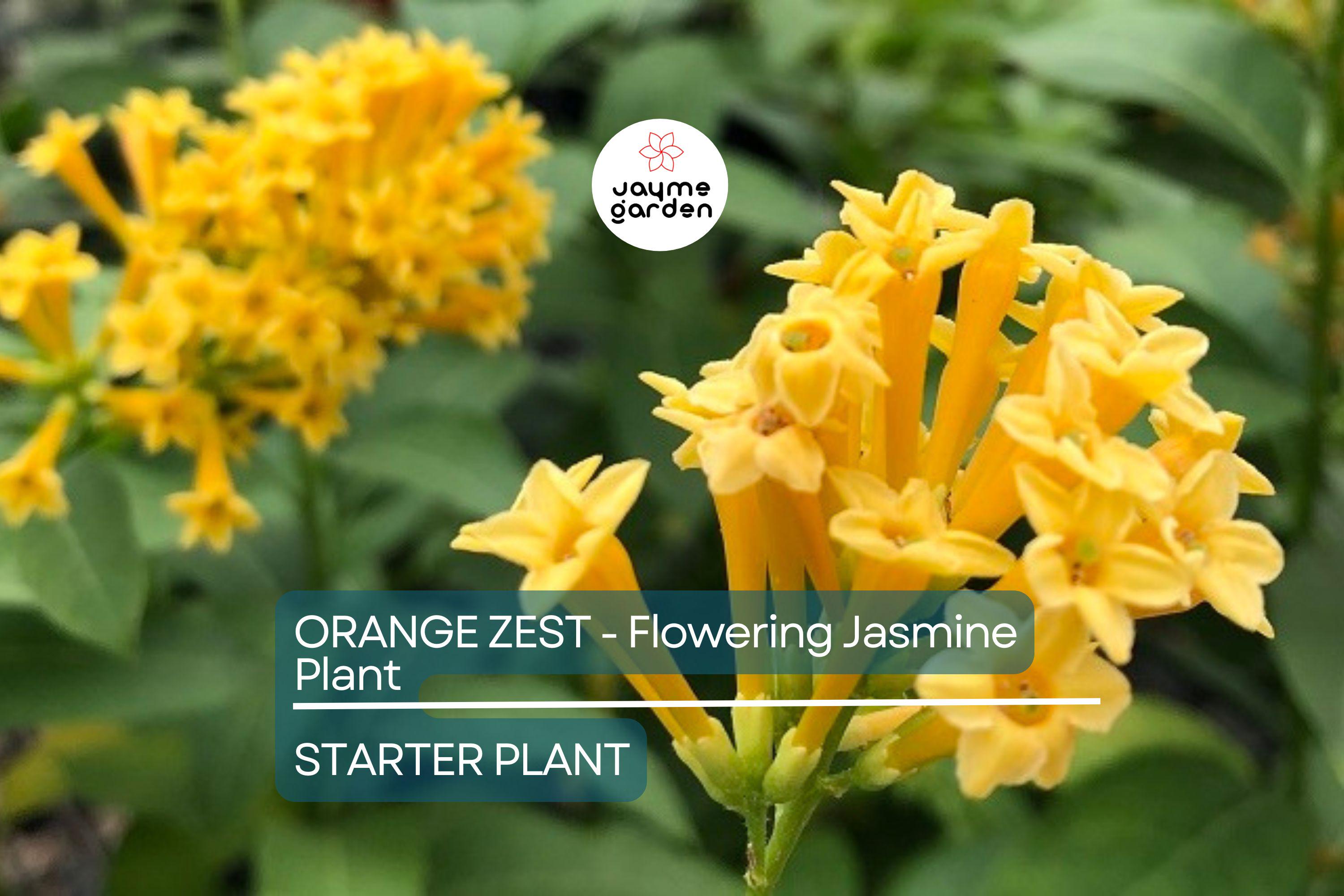 Orange Zest Jasmine (Cestrum aurantiacum) | Live Flowering Shrub | Attracts Butterflies | Hardy Zones 7-8 | 5 Ft Tall
