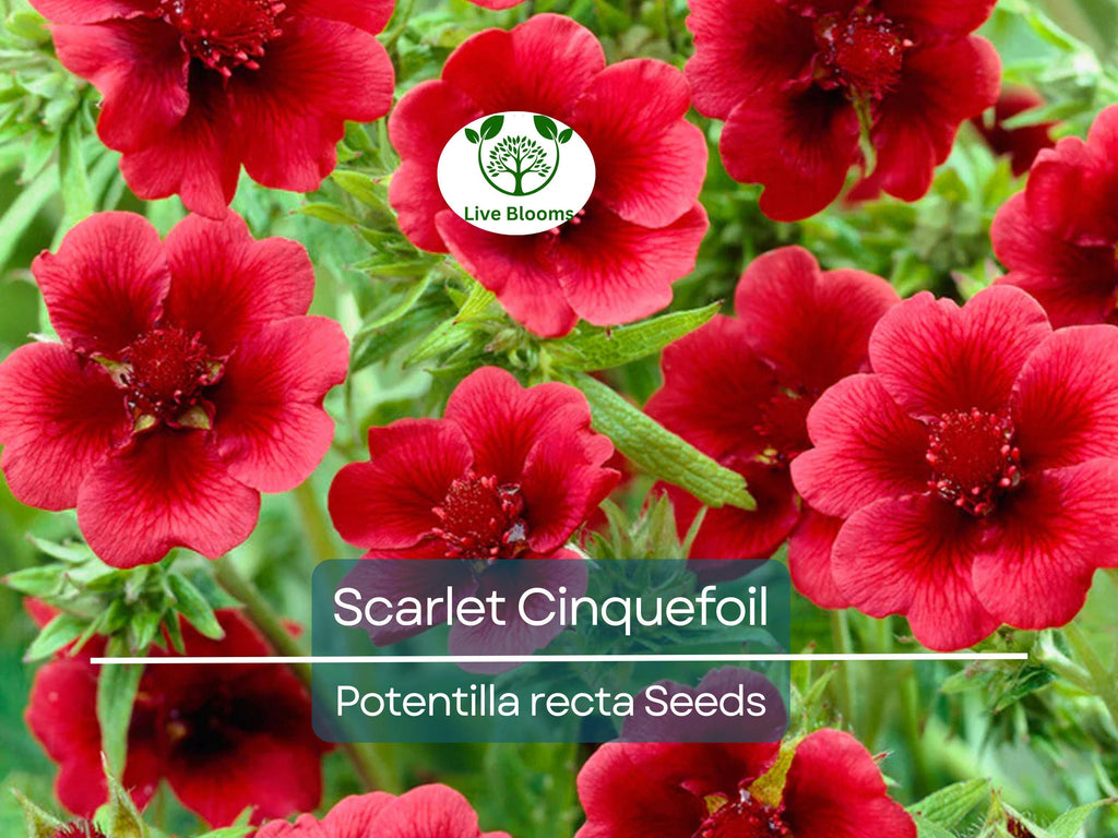 1000 Seeds SCARLET CINQUEFOIL (Potentilla recta) Perennial Red Flowers, Pollinators, Bees, Hummingbirds, Non-GMO, Ideal for Gardens