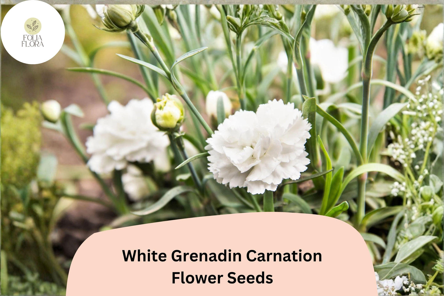 200+ White Grenadin Carnation Seeds for Garden Planting | Dianthus caryophyllus | Pure White Blooms