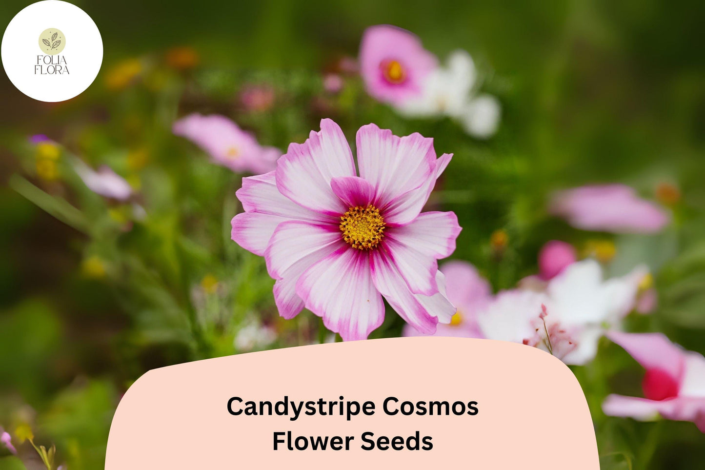 200+ Candystripe Cosmos Seeds | Cosmos Bipinnatus Pink White Bicolor Garden Flowers