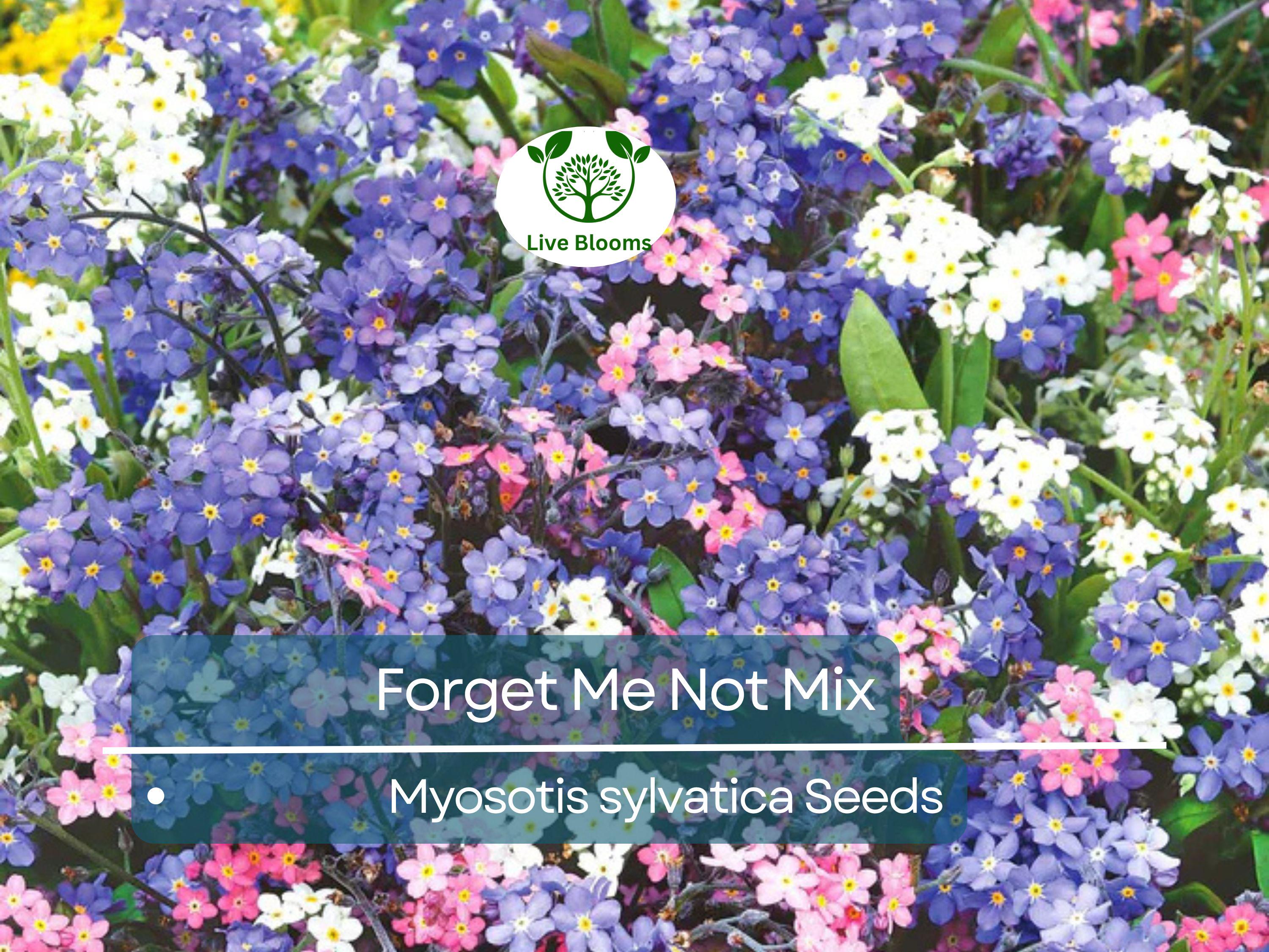 100 Seeds Forget Me Nots Mixed Colors, Perennial Early Blooms, Pollinators, Non-GMO, Myosotis Flowers, Garden Plants, Easy to Grow