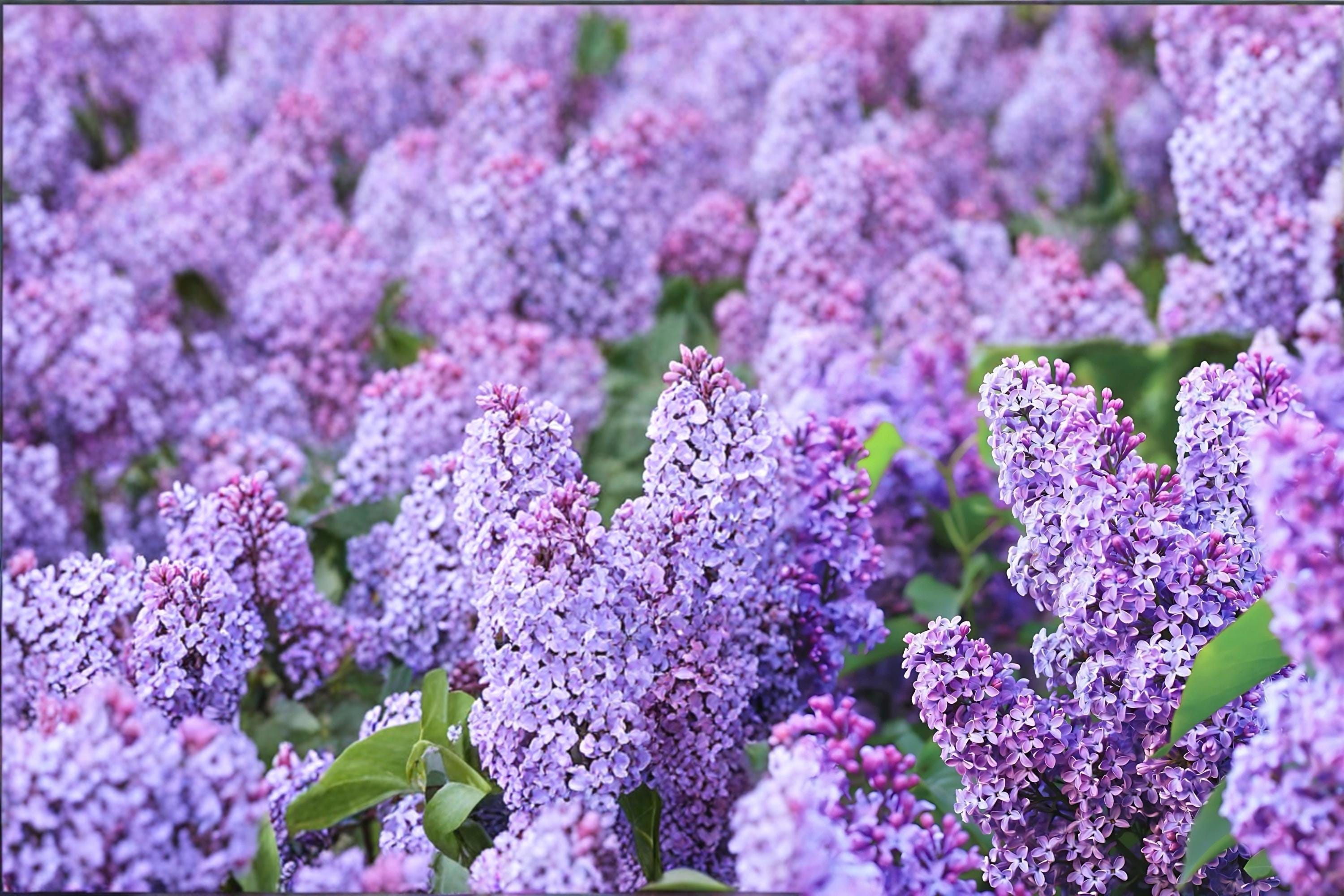 Old Fashioned Lilac 2 Live Plants 1 ft Tall Bare Root (Syringa vulgaris) Purple Flowering Shrub