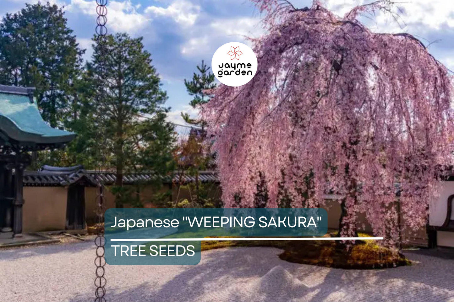 5 Seeds Japanese "Weeping Sakura" Cherry Blossom Tree (Prunus pendula) – Fast Growing, Cold Hardy, Spring Blooms