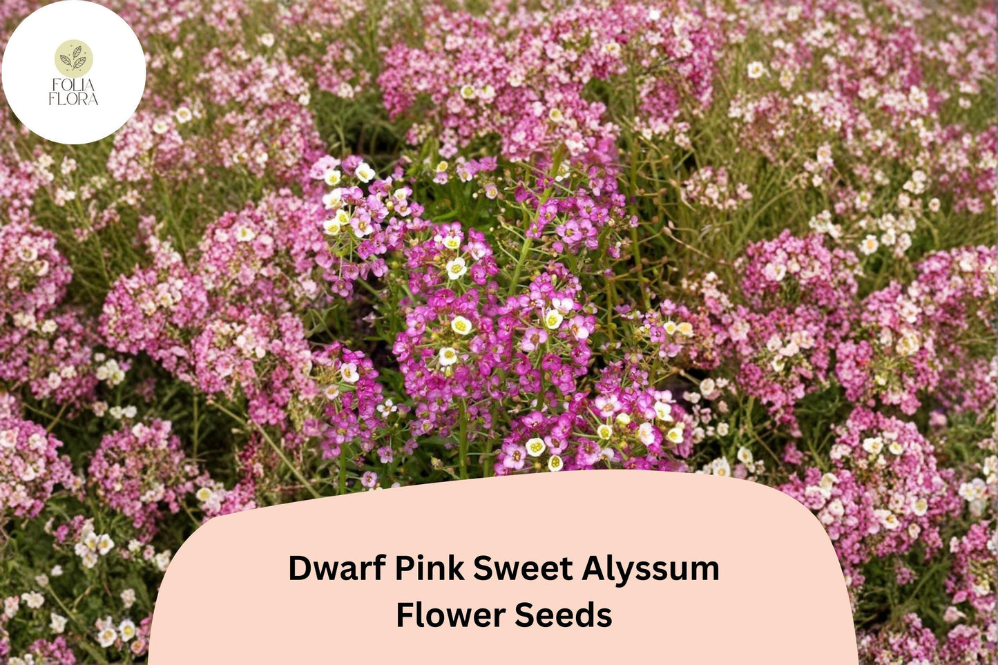 Dwarf Pink Sweet Alyssum Seeds – 100 Lobularia maritima | Fragrant Low-Growing Garden Flowers