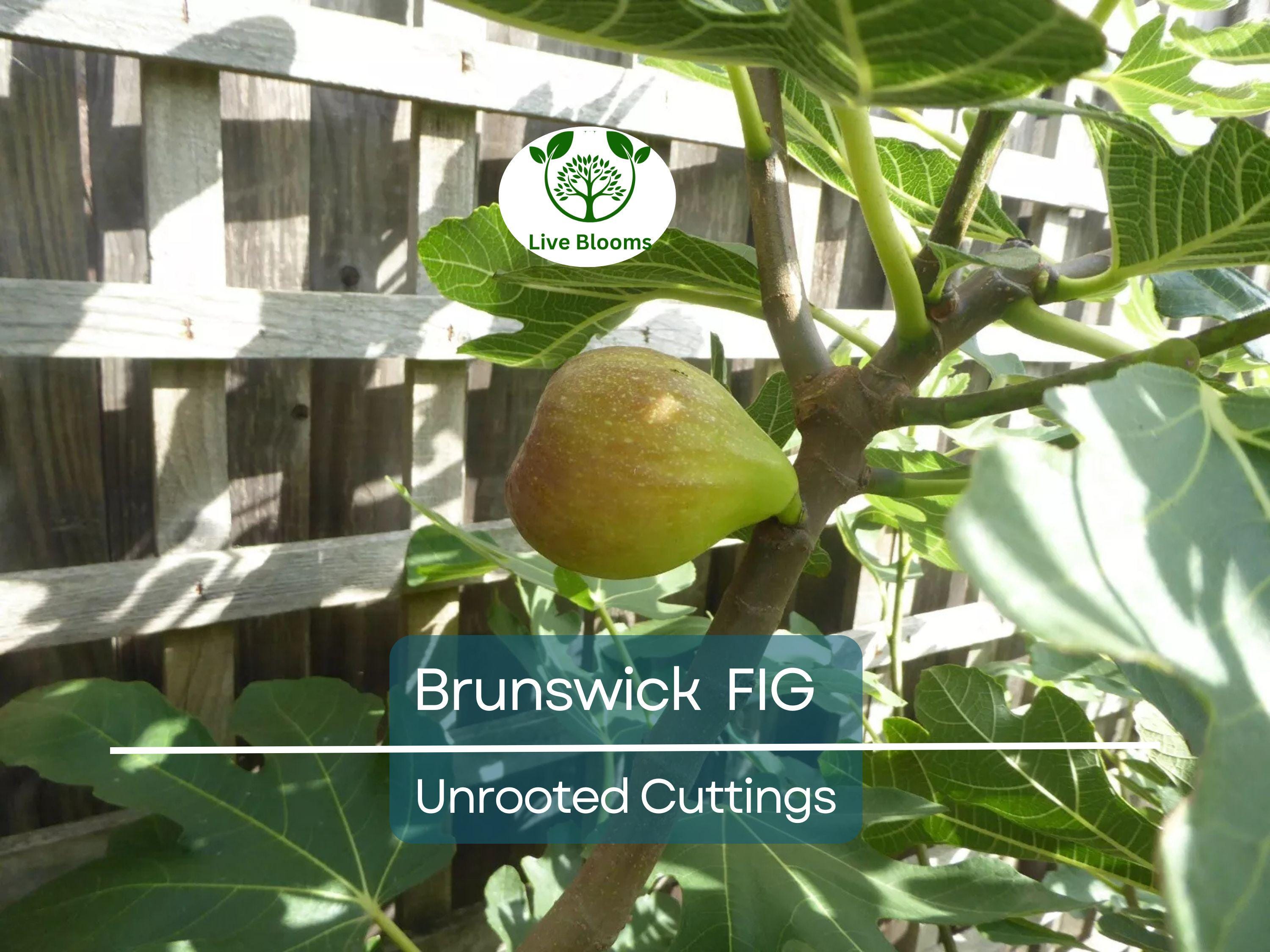6 Brunswick Fig Tree Unrooted Cuttings 6-8" - Ficus Carica, Sweet Fruit, Easy to Grow, Starter Plant