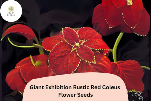 25+ Giant Exhibition Rustic Red Coleus Seeds | Large Shade Plant | Deep Red Foliage Annual | Garden Bedding Seeds