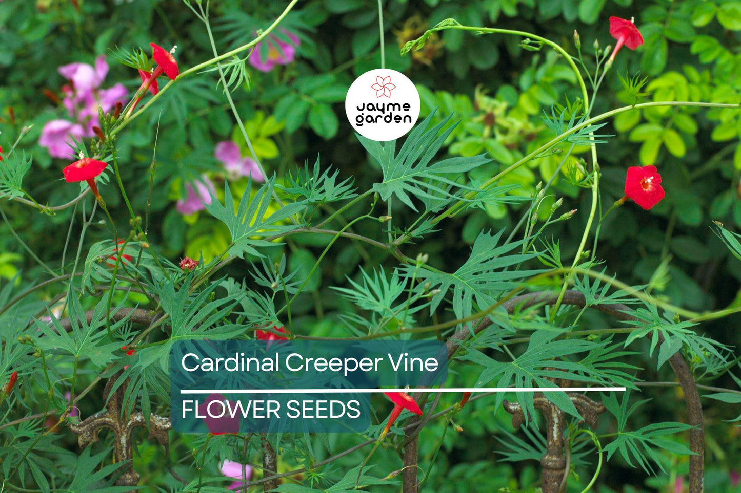 20 Star Glory Seeds (Ipomoea quamoclit) – Cardinal Creeper Vine, Scarlet Red Blooms, Attracts Hummingbirds, USDA Zones 11-12, Fast-Growing