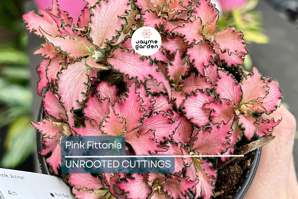 Pink Fitonia Cutting in Propagation Cup - Sealed with Sphagnum Moss, Easy Rooting, Live Arrival Guarantee