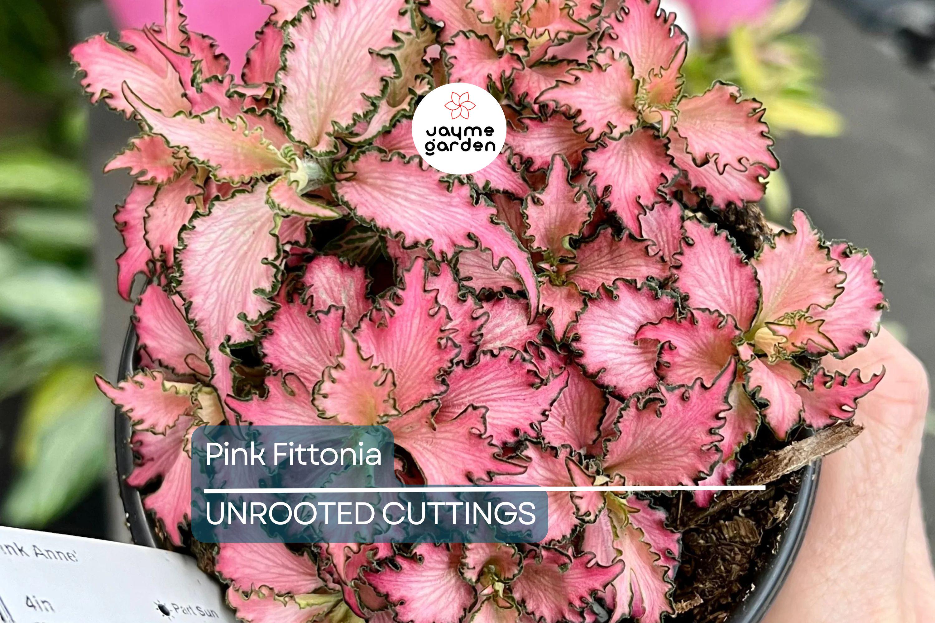 Pink Fitonia Cutting in Propagation Cup - Sealed with Sphagnum Moss, Easy Rooting, Live Arrival Guarantee