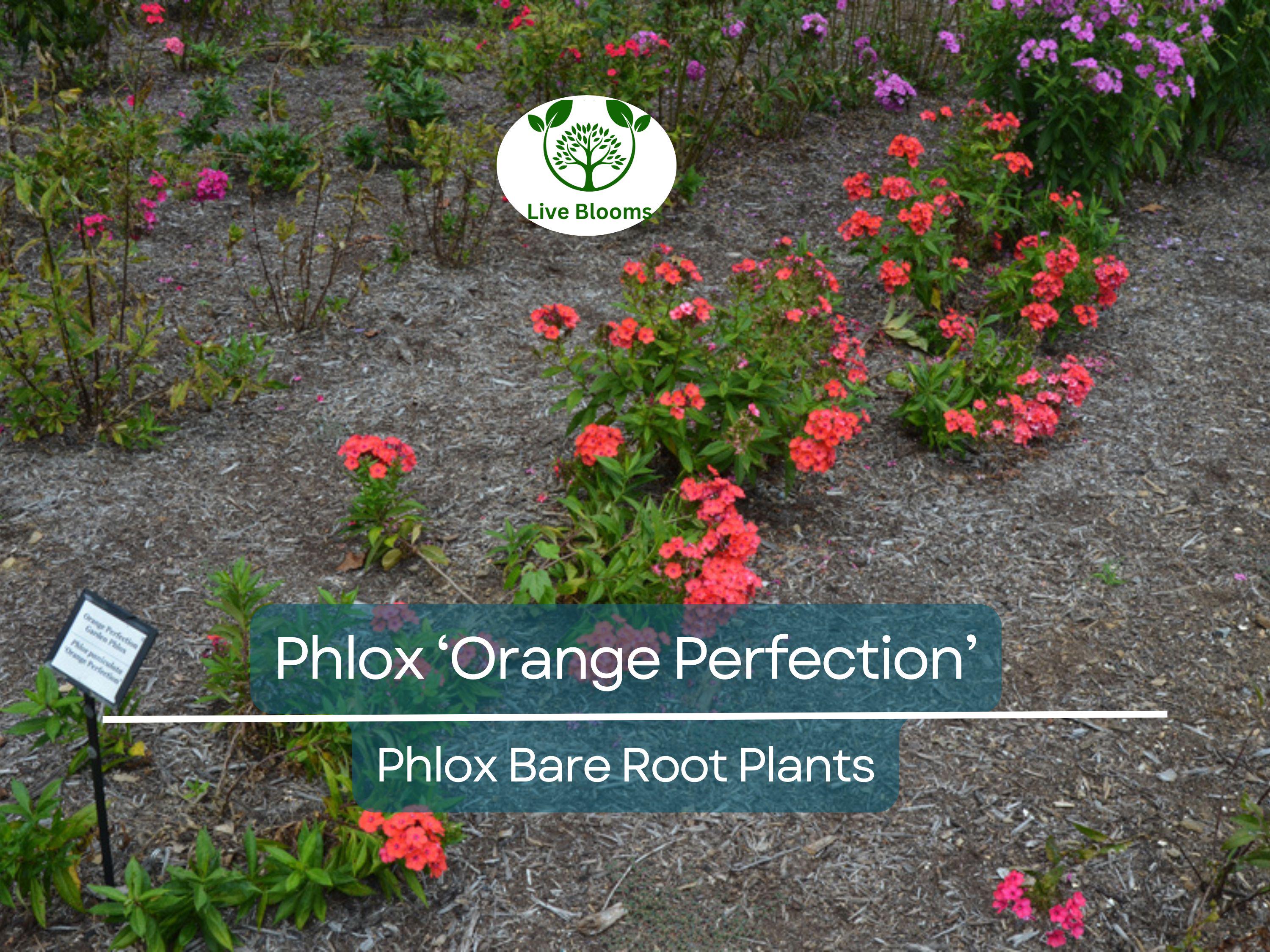 1 Phlox ‘Orange Perfection’ – Live Bare Root Plant – Summer Blooming Perennial – Bright Orange-Pink Flowers for Pollinator Gardens