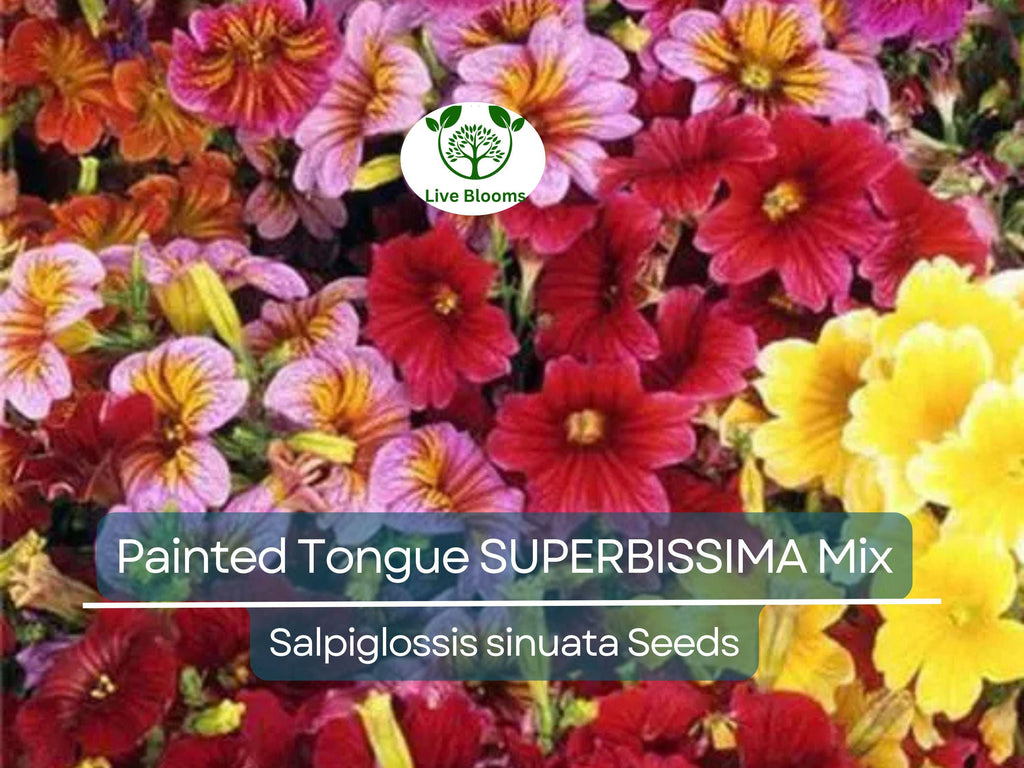 300 Seeds Painted Tongue SUPERBISSIMA Mix, HEIRLOOM Salpiglossis, Non-GMO, Vibrant Colors, Annual Flower, Pollinator-Friendly