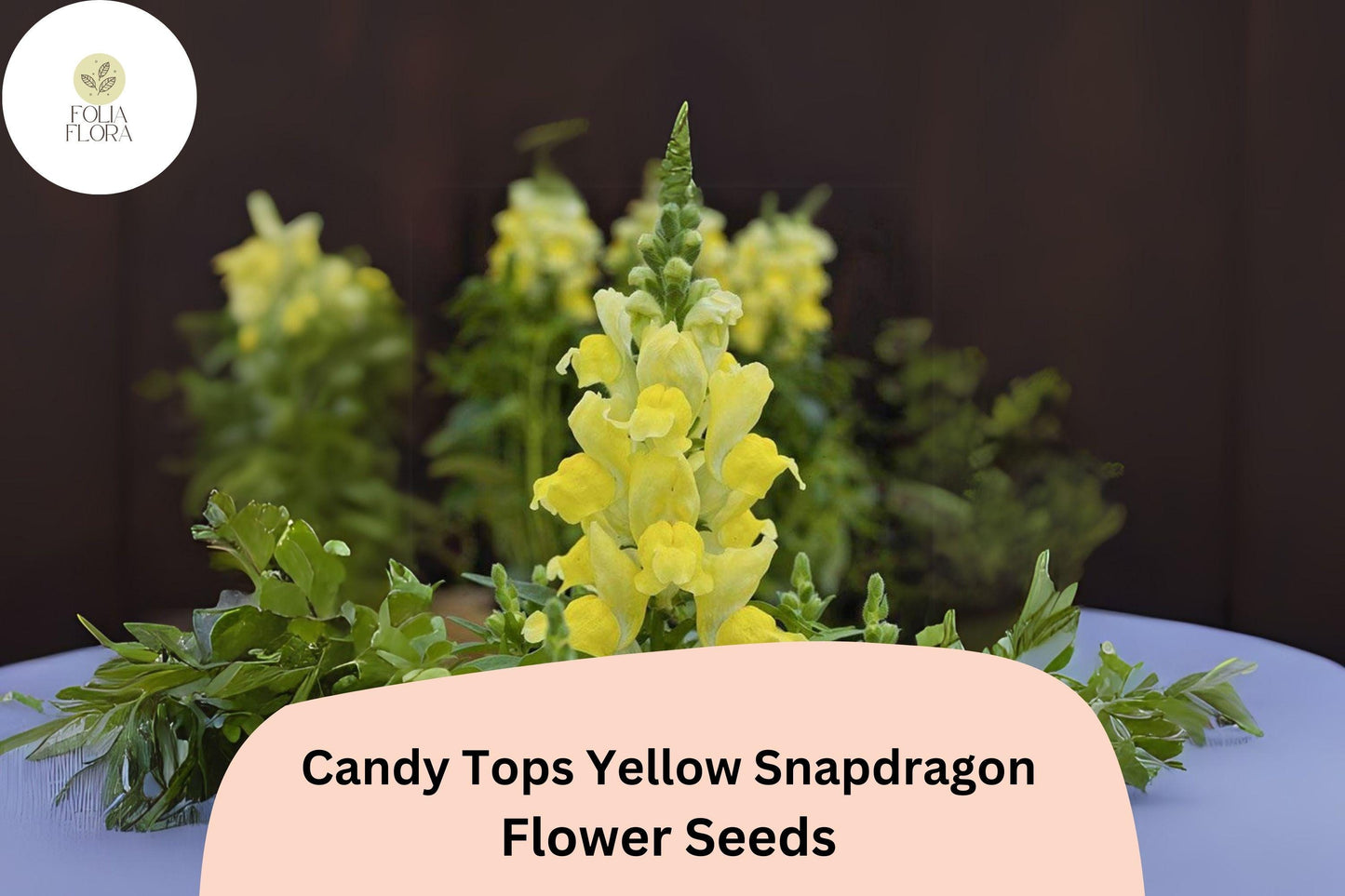 Candy Tops Yellow Snapdragon Seeds (Antirrhinum majus) | 1000+ Seeds | Compact, Bright Yellow Blooms for Garden & Containers
