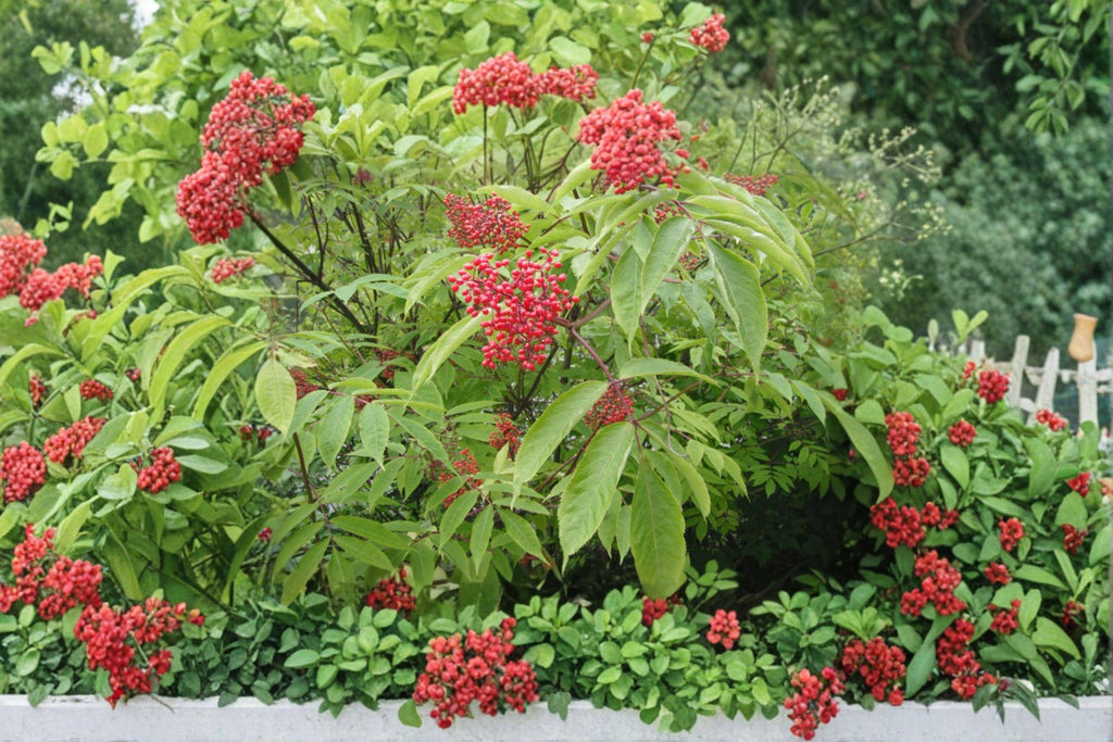 Red Elderberry Seeds – Sambucus racemosa | 30 Seeds | Hardy Berry Shrub for Wildlife & Woodland Gardens