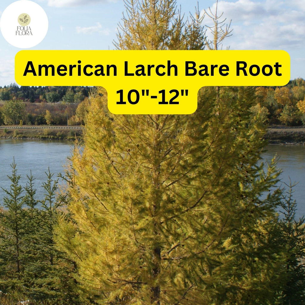 1 American Larch Tree, Live Bare Root Plant, Larix laricina, Hardy Deciduous Conifer for Landscaping
