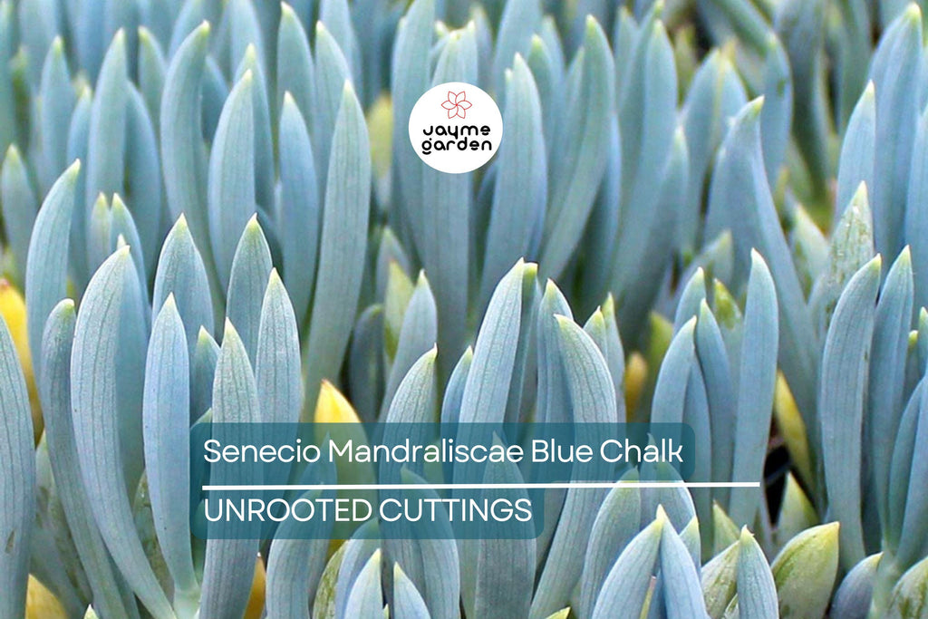 9X Senecio Mandraliscae Blue Chalk Sticks Succulent Cuttings - 5" Long, Drought Tolerant