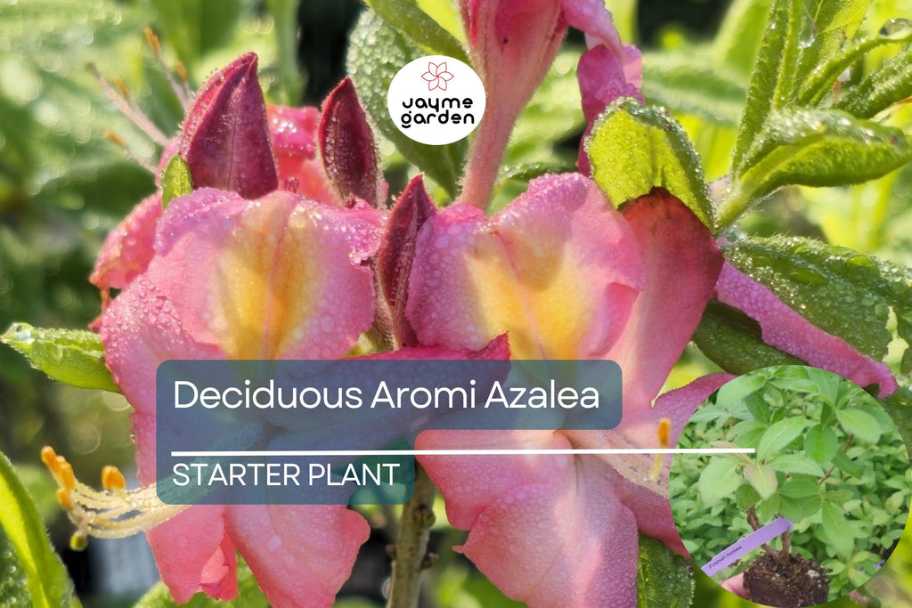 Spring Sensation Aromi Azalea | Deciduous Hybrid | Soft Pink Fragrant Flowers | Live Starter Plant | Zones 6-9