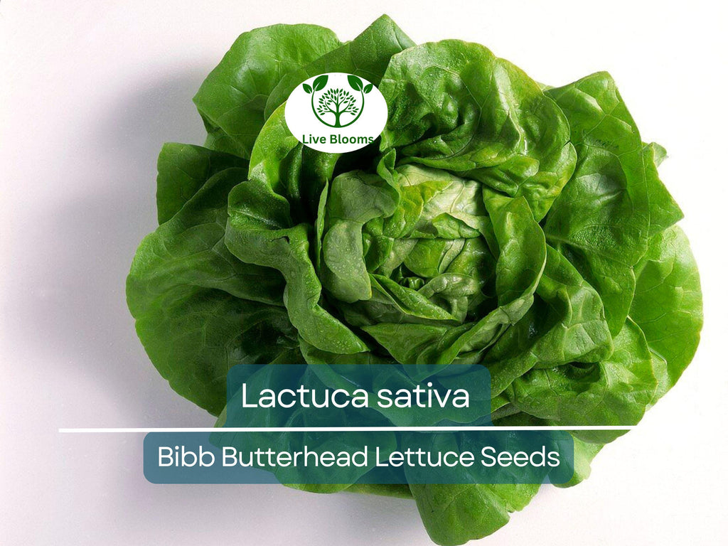 700 Seeds Bibb Butterhead Lettuce – Lactuca sativa | Heirloom Lettuce Seeds for Planting, Gardening & Tender, Sweet Harvests