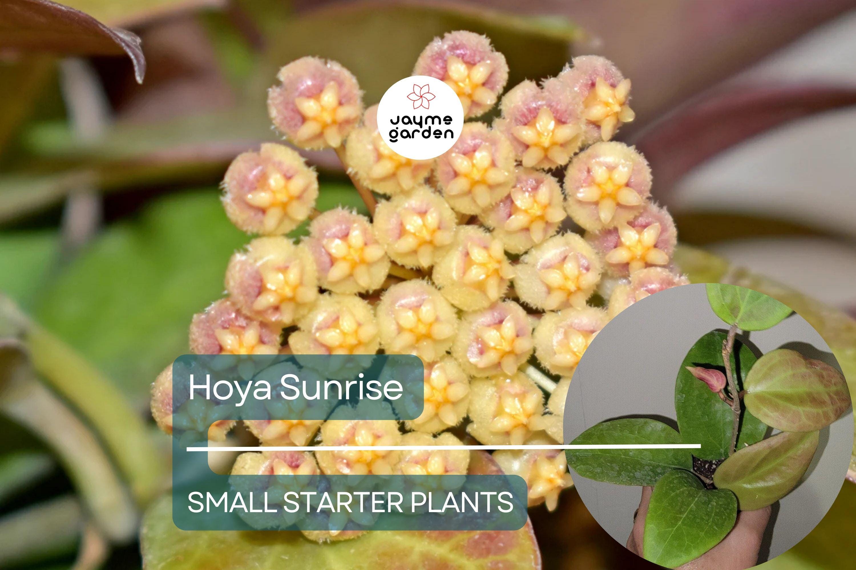 Hoya Sunrise Starter Plant - Well-Rooted, 5-7 Inches Tall - Exotic Tropical Houseplant with Stunning Foliage & Fragrant Flowers