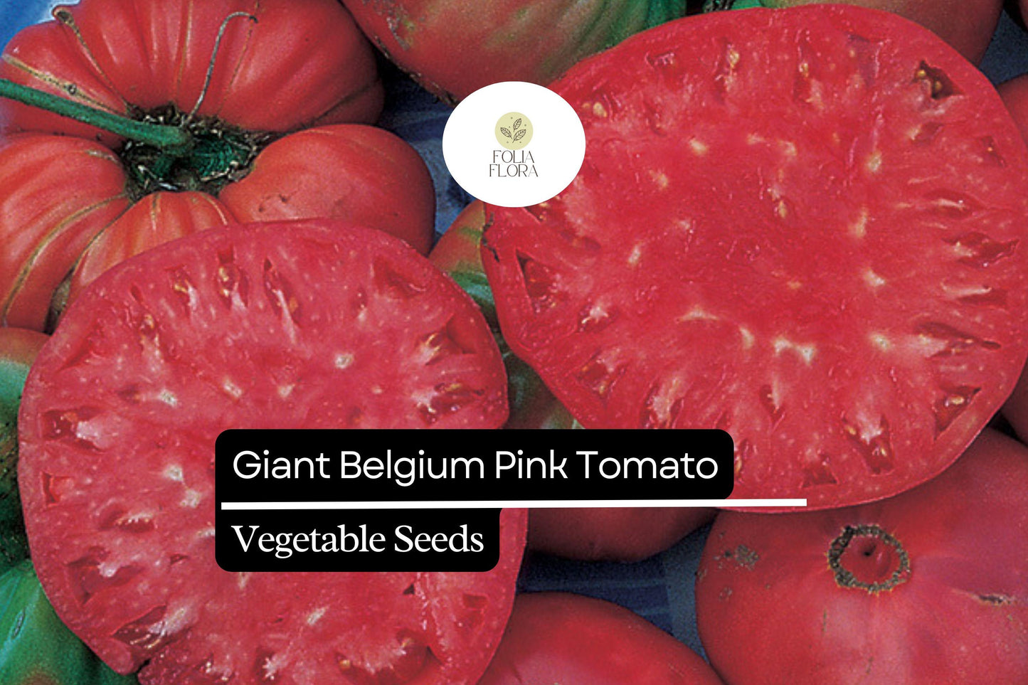 30 Giant Belgium Pink Tomato Seeds – Solanum lycopersicum – Heirloom, Non-GMO, Large Fruits for Slicing & Sandwiches