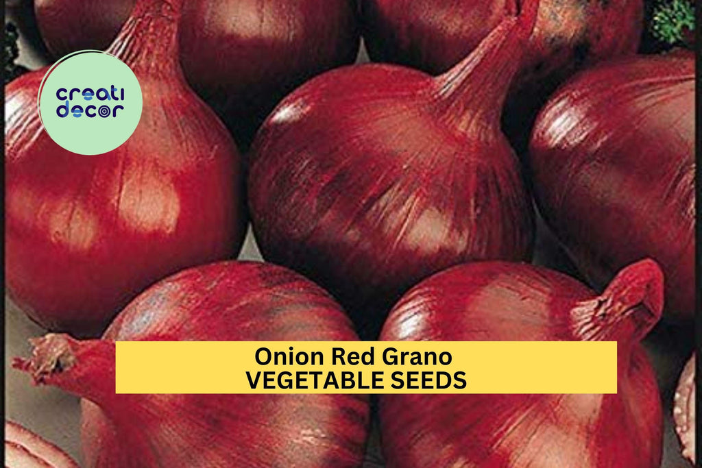 3pcs of 250mg Red Grano Onion Seeds – Mild, Sweet Red Onion for Planting–Perfect for Salads, Cooking, and Home Vegetable Seeds for Planting
