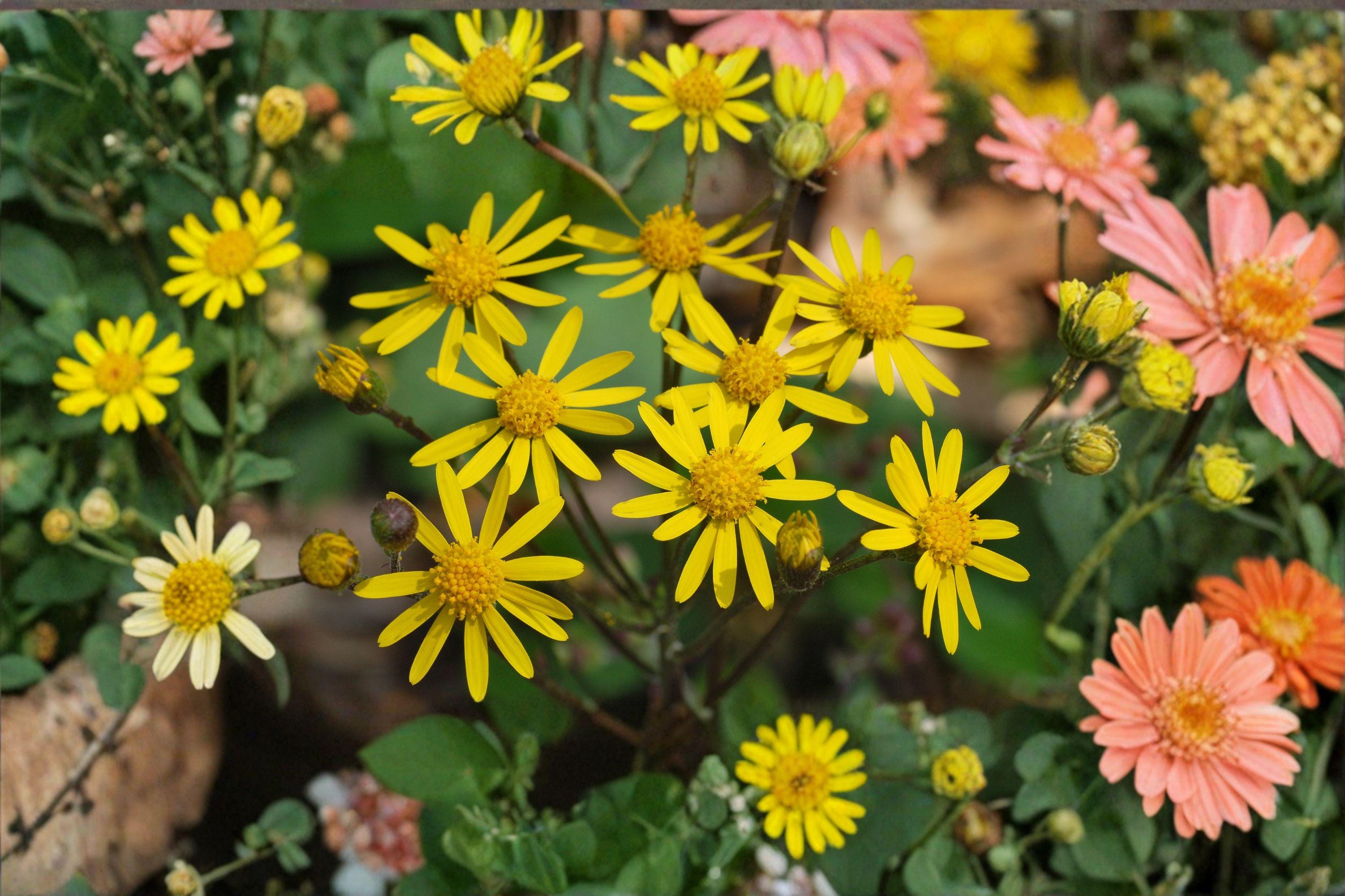 Golden Ragwort Seeds – Packera Aurea, Native Perennial, Early Spring Bloom (75 Seeds)