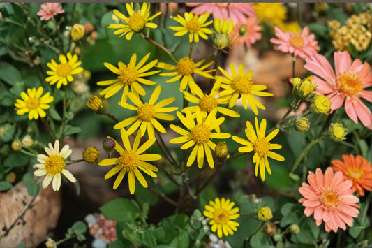 Golden Ragwort Seeds – Packera Aurea, Native Perennial, Early Spring Bloom (75 Seeds)