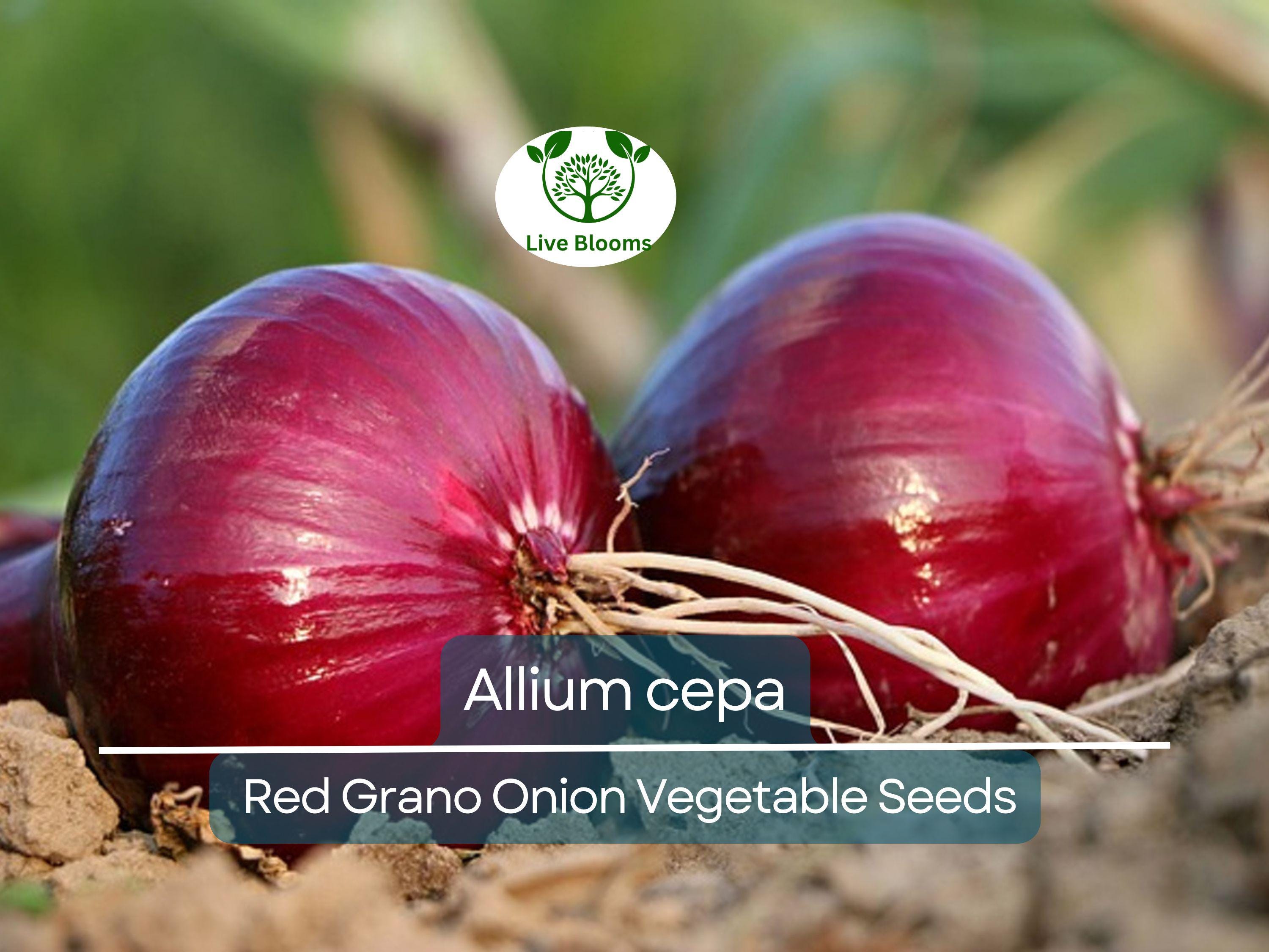 250 mg Seeds Onion Red Grano – Allium cepa | Heirloom Red Onion Seeds for Planting, Gardening & Flavorful Harvests