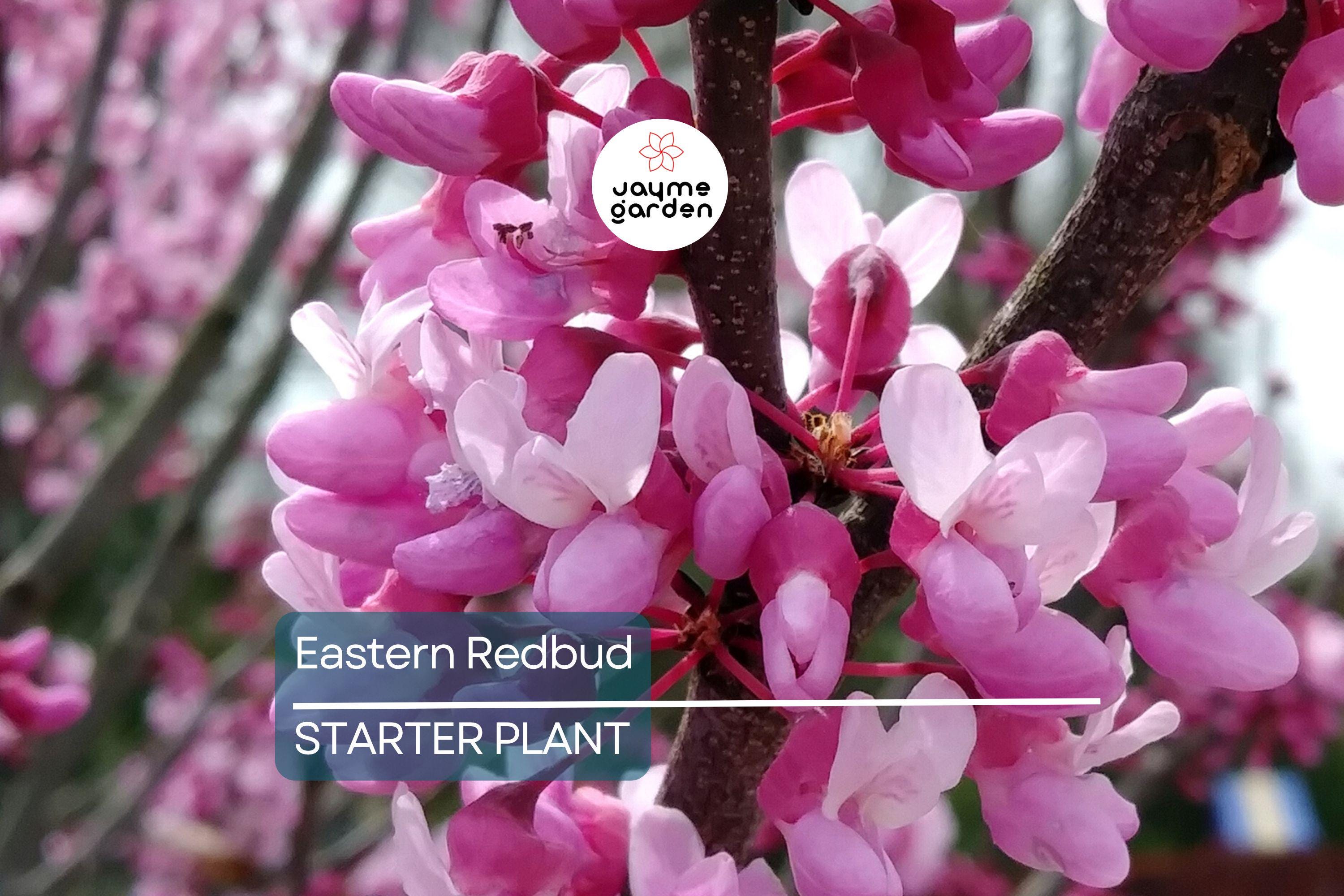 Eastern Redbud Tree – Live Bare Root, Cercis canadensis, Rosy Pink Flowers, Fast-Growing, 2-3 Ft Tall, Drought Tolerant, Zones 4-9