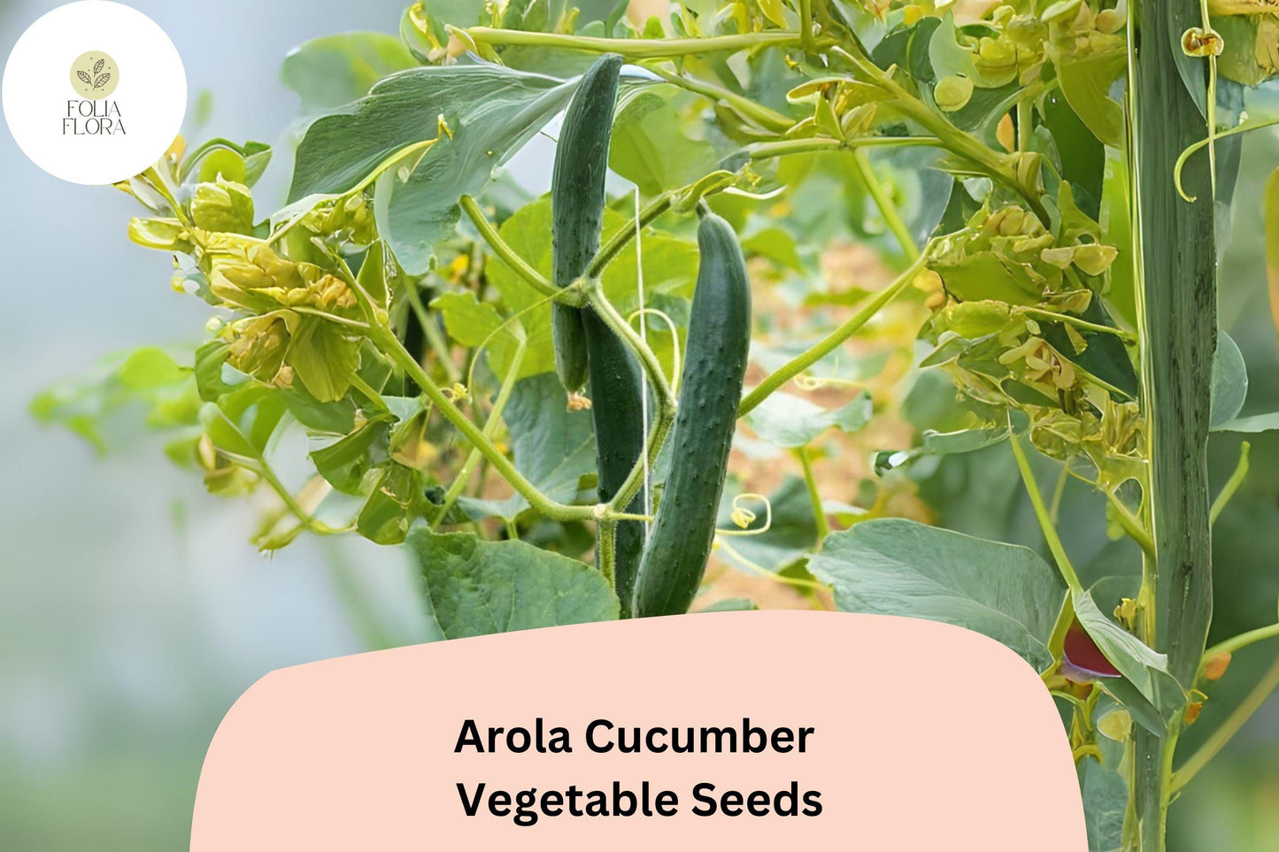 25+ Arola Cucumber Seeds | Early Hybrid High Yield | Crisp Non-GMO Garden Vegetable Planting