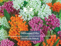 100 Seeds Milkweed Mix Deluxe, Perennials, Monarch Butterfly Host Plant, Non-GMO, Attracts Pollinators, Hardy Flowers for Gardens & Wildlife