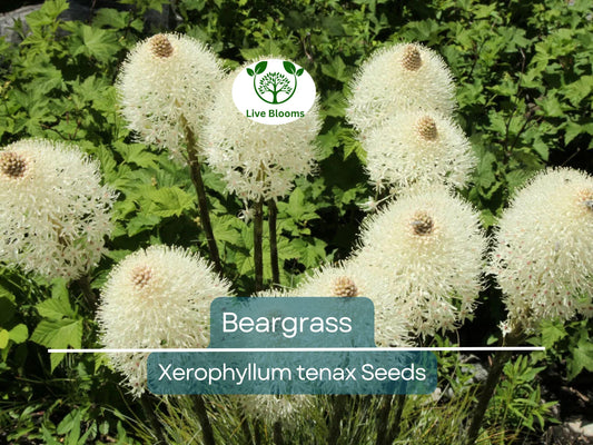 100 Beargrass Seeds WHITE TORCH LILY (Xerophyllum tenax) | Tall Flowering Perennial, Native Plant, Drought-Tolerant, Xerophyte